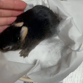 うさまるBabyの画像