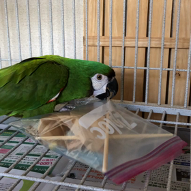 割り箸の末路の画像