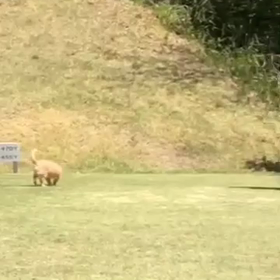 墓参りラウンドの画像