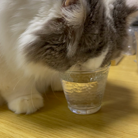 明日は出船しますの画像