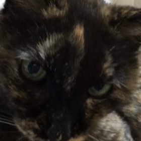 ララさん復活の画像