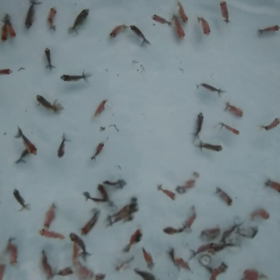 江戸錦・稚魚   これから選別です。の画像