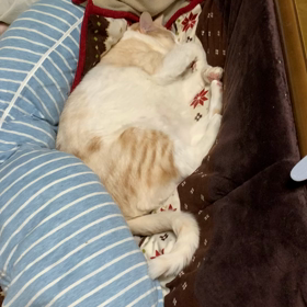 何の夢観てるの？の画像