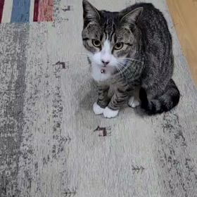 お留守番ラミ子の画像