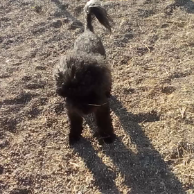 ラッキーの画像