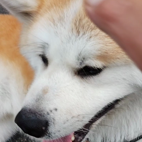 連続撃破された飼い主。未来丸の頑固さは超一流＼(^o^)／運悪くゴロ寝休憩した場所がゴールデンをの画像