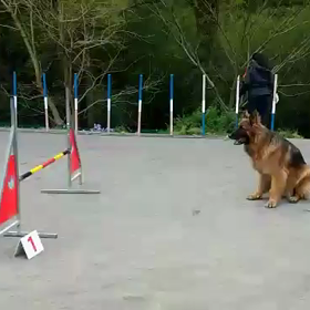 レックス『ワリイ』^^;。。。。。。【動画】の画像