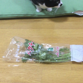 パクチー泥棒の画像