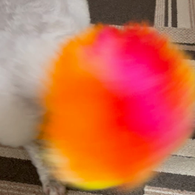 無理矢理ブンブン♪٩(^‿^)۶の画像