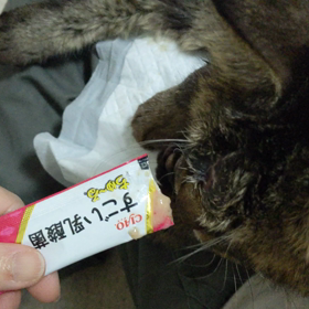 ターミナル期に病院に連れて行く事の是非の画像