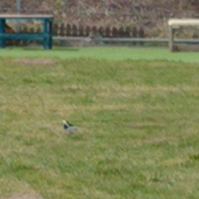 本能発揮か？の画像