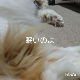 熟睡後、お目覚め。眠いの～の画像