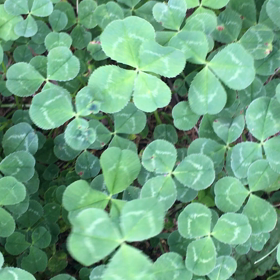 四つ葉のクローバーを見つけるコツ[動画あり]の画像