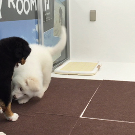 プレイルームの画像