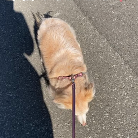 オムツやめますの画像