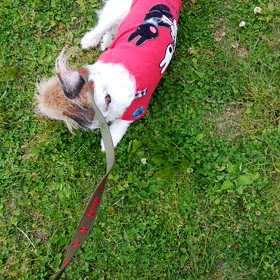 昨日 の御所…の画像