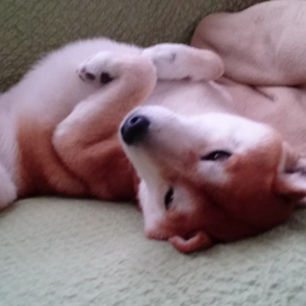 勘助の動画です☺の画像