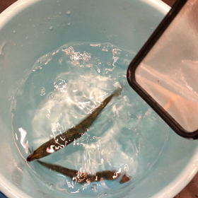 ヒラメの捕食シーン！！の画像