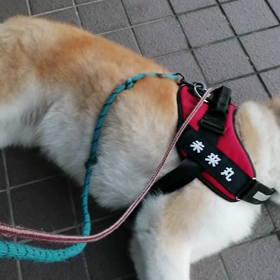 なかなか前へ進まない朝散歩。それでも何とかおうちへ。到着直前には未来丸を可愛がってくれている中学の画像