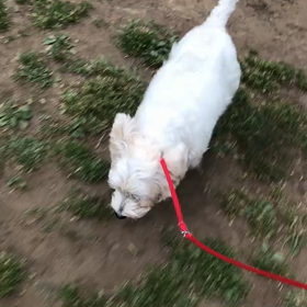 ♪お散歩動画♪代々木公園♪①の画像