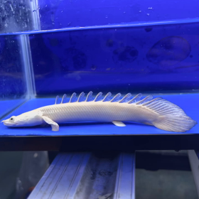 蜃気楼スペシャルクラスご成約！！の画像