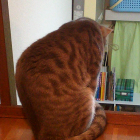 うちの子良い子の画像