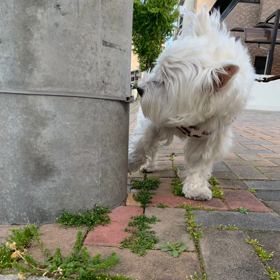 夕んぽ、出会いの画像