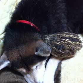 食物連鎖は無関係の画像