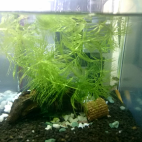 帰省前にの画像