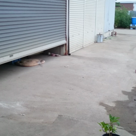 お母さんツバメが。。。の画像