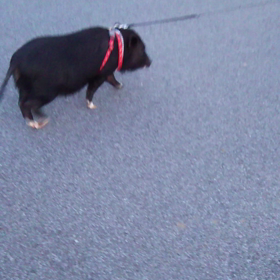 ごはん   ごはんの画像