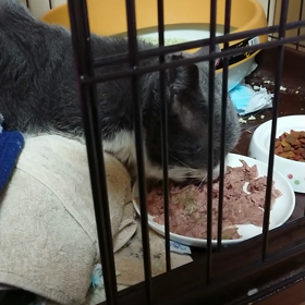 わーい、シメサバ君が目の前で、食べてくれた❗の画像