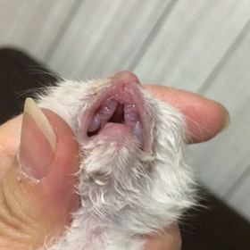口蓋裂の天音くんの画像