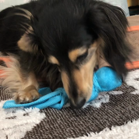 久々のオモチャの画像