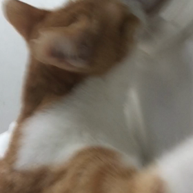 抱っこが大好きなうどんくんの画像