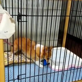 新しいおもちゃの画像