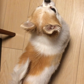 ごめんね チワ兄さんの画像