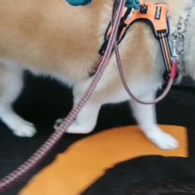 はっきりしない曇天、後半少雨で未来丸少し濡れた。ゴロ寝散歩は相変わらず。可愛く元気が一番‼️の画像