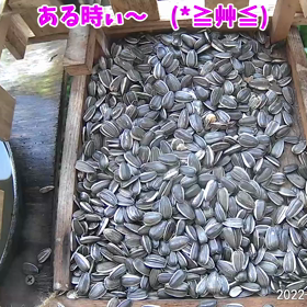 すぎぴたんの事件簿シーズン3　18話（ある時ぃ～！ない時ぃ～！）の画像