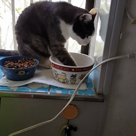 みかんの水を飲む姿がホント不思議の画像