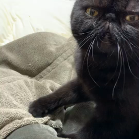 あら。珍しいの画像