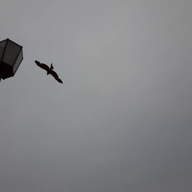 写実的な絵、桜桃忌は命日じゃない、カモコサギトンビの画像