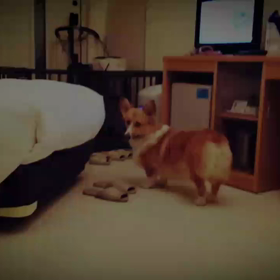 今日のお宿は…の画像