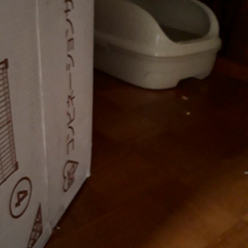 里親募集中　クロネコさんも仲間入り編の画像