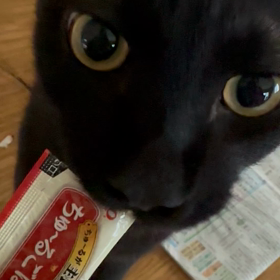 黒猫ボスくんの画像