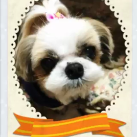 ランがしゃべる⁉️の画像