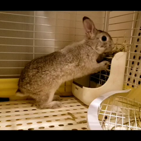 健康コンビの画像