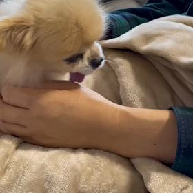 老犬と夫の画像