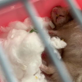 トリコモナス7日目、8日目の画像