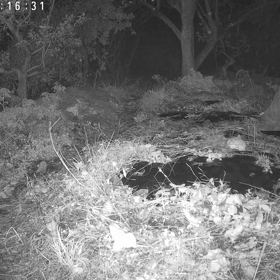 すぎぴたんの事件簿シーズン3　442話（深夜の訪問者達！）の画像